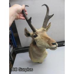 Q-189: Pronghorn Mount