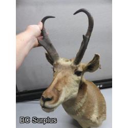 Q-189: Pronghorn Mount