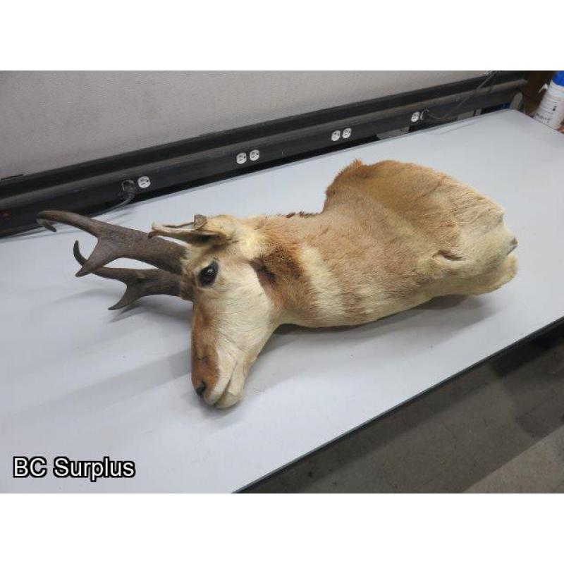 Q-189: Pronghorn Mount