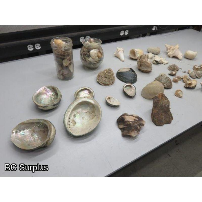 Q-504: Sea Shells; Rocks; Coral – 1 Lot