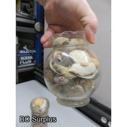 Q-504: Sea Shells; Rocks; Coral – 1 Lot