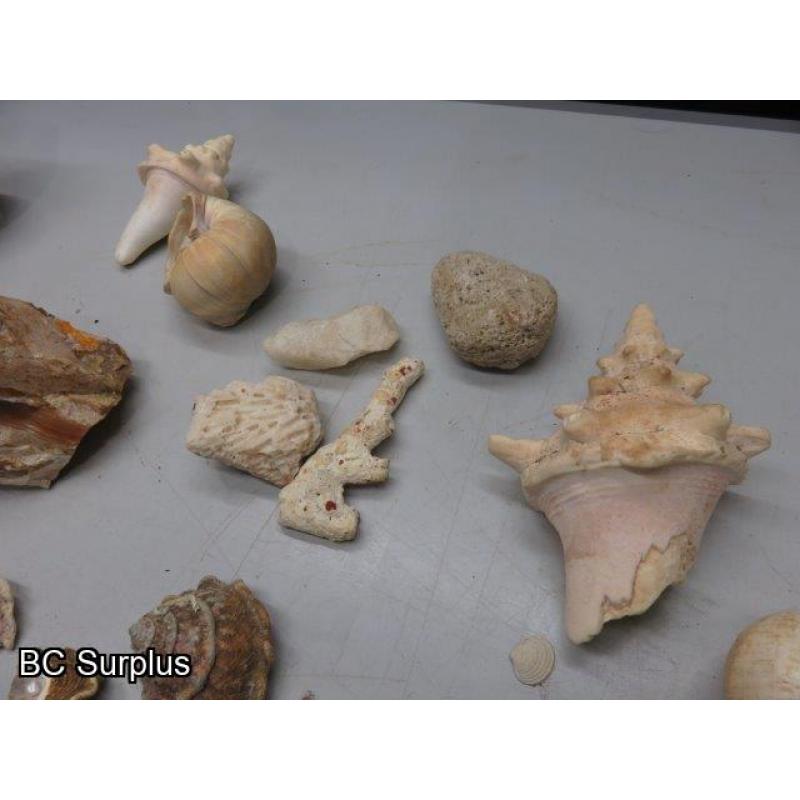 Q-504: Sea Shells; Rocks; Coral – 1 Lot