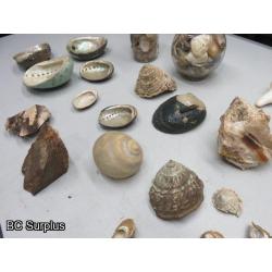 Q-504: Sea Shells; Rocks; Coral – 1 Lot