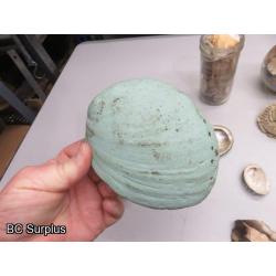 Q-504: Sea Shells; Rocks; Coral – 1 Lot