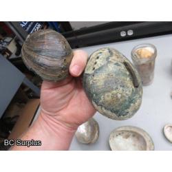 Q-504: Sea Shells; Rocks; Coral – 1 Lot