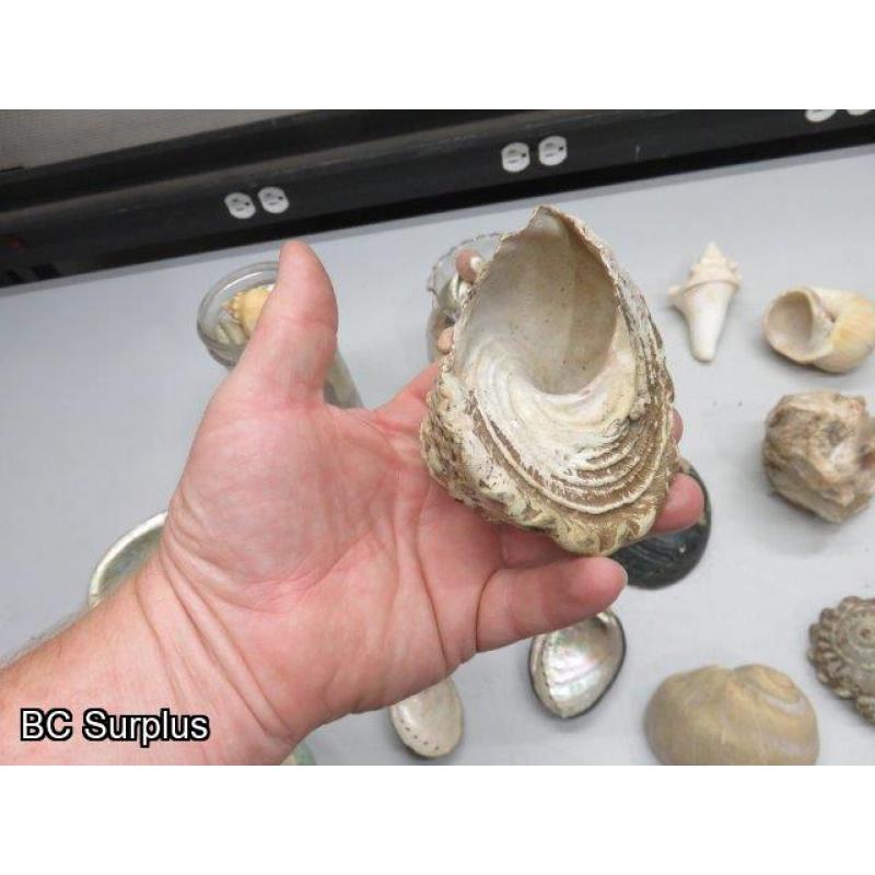 Q-504: Sea Shells; Rocks; Coral – 1 Lot