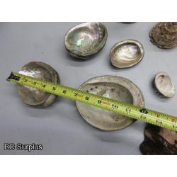 Q-504: Sea Shells; Rocks; Coral – 1 Lot