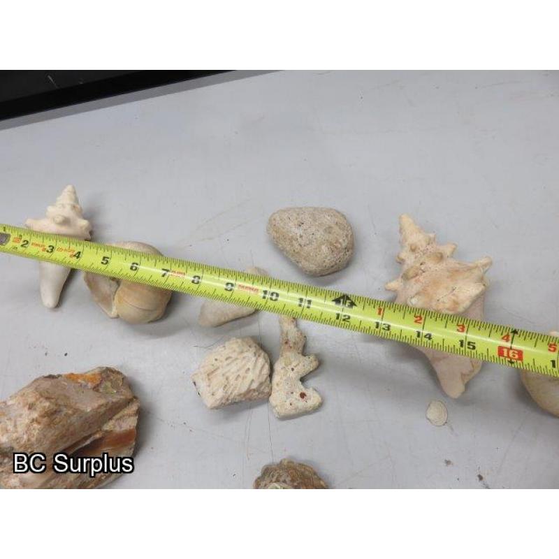 Q-504: Sea Shells; Rocks; Coral – 1 Lot