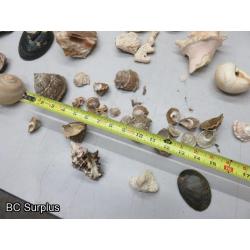 Q-504: Sea Shells; Rocks; Coral – 1 Lot