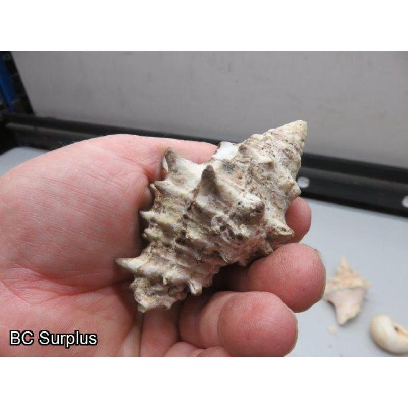 Q-504: Sea Shells; Rocks; Coral – 1 Lot