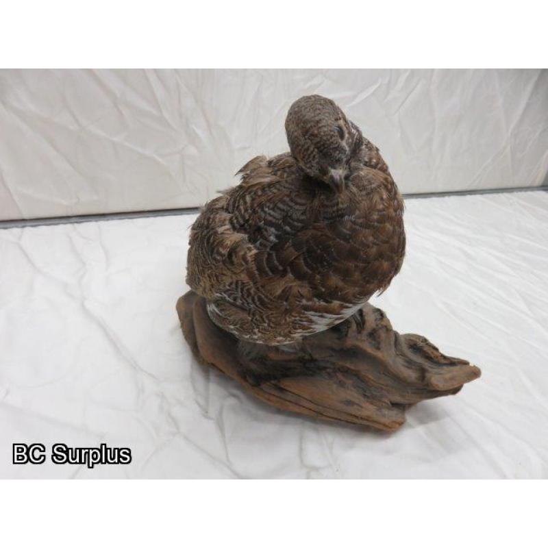 R-73: Grouse or Ptarmigan on Wooden Log