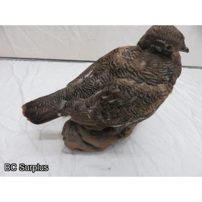 R-73: Grouse or Ptarmigan on Wooden Log