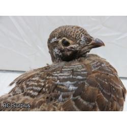 R-73: Grouse or Ptarmigan on Wooden Log