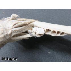 R-276: Jaw Bone Hatchet & Dance Rattle – 2 Items